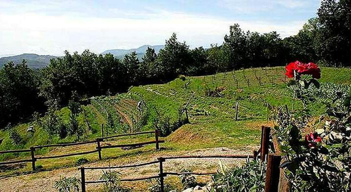 Agriturismo Paneolio Villa Collemandina Exteriör bild